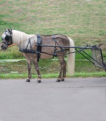 Single harness Economic, Pony and Shetty