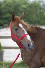 Nylonová ohlávka Riding World Club s vodítkem