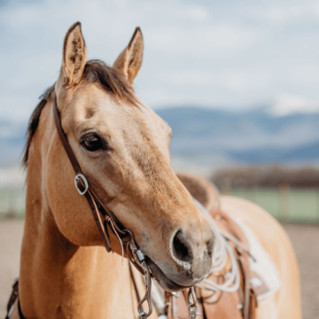 Vybavenie pre kone Weaver