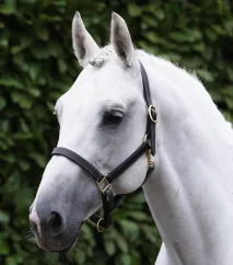 Kožená ohlávka Premier Equine