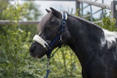 Halter with lamb for Shetty HKM -Mia-