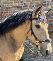 Hackamore uzdečka F.R.A. Imperial