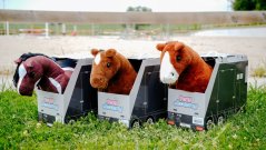 Mini-poney Poly- PONY ACADEMY