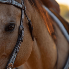 Westernové uzdečky, oťaže a príslušenstvo