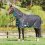 Nepromokavá deka pro koně WEATHERBEETA GREEN-TEC 900D 360g