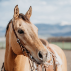 Vybavení pro koně Weaver