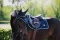 Equestrian Stockholm Midnight Blue Jump saddle pad