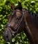 Finetti Rolled Leather Snaffle Bridle