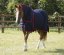 Stájová deka pro koně s krčním dílem Premier Equine Combo